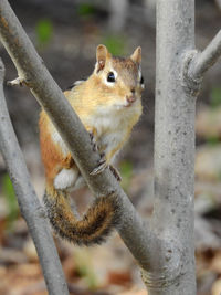 Chipmunk on tree branch