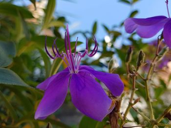 Close-up of purple flowering plant