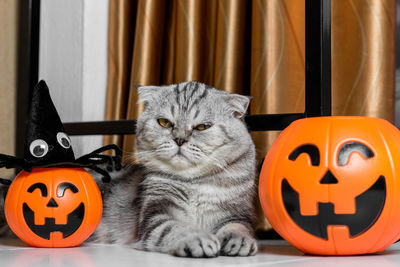 Cat sitting in a box