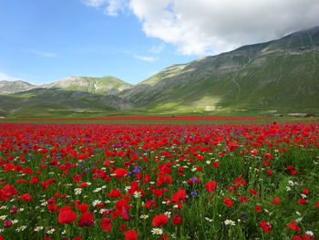 Red poppies on field against mountain range