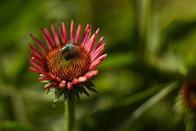 Close-up of fly on coneflower