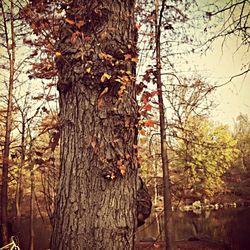 Trees in forest