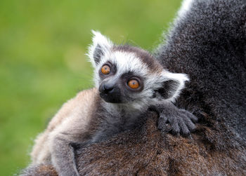 Ring-tailed lemur baby