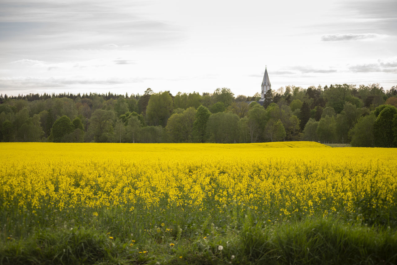 YELLOW FLOWERS GROWING IN FIELD