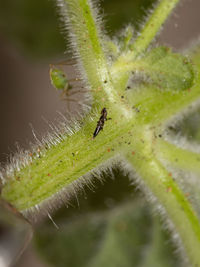 Close-up of insect on leaf