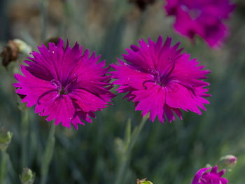 Close-up of pink flowering plants