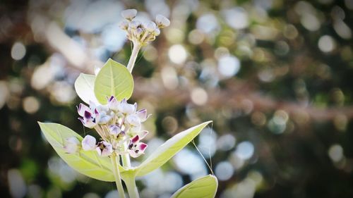 Close-up of flower blooming outdoors