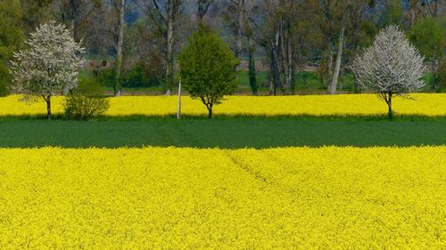 Scenic view of field by trees