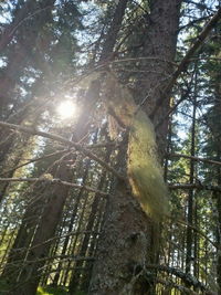 Low angle view of trees in forest