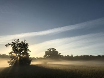 Silhouette of trees at sunset