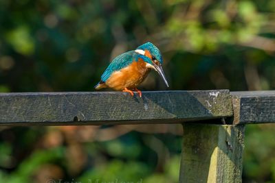 Close-up of bird perching on wood