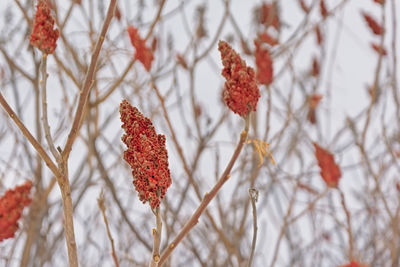 Close-up of frozen plant during winter