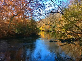 Scenic view of river in forest during autumn