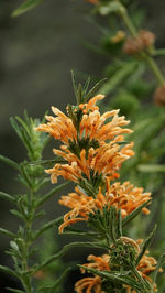 Close-up of orange flowers