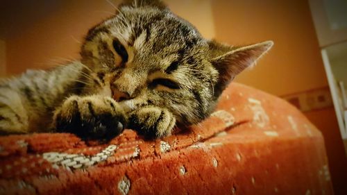 Close-up of cat relaxing on floor