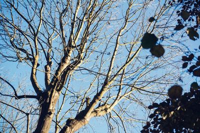 Low angle view of bare tree against blue sky