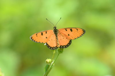 Butterfly on flower