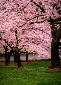 Pink flowers in park