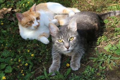 High angle portrait of cats on field