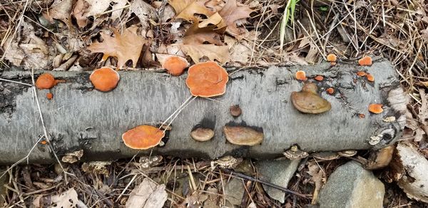 High angle view of mushrooms growing on field