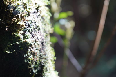 Close-up of moss growing on tree trunk