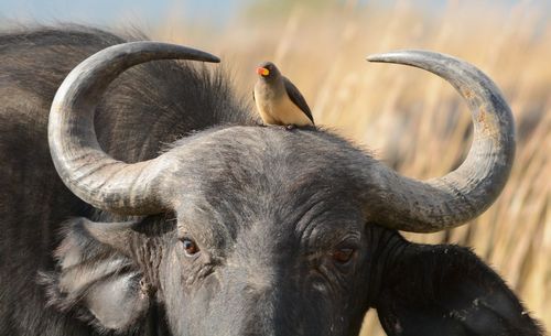 Close-up of birds