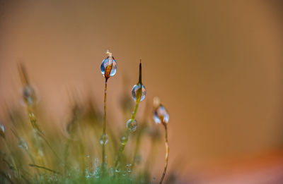 Close-up of plant against blurred background