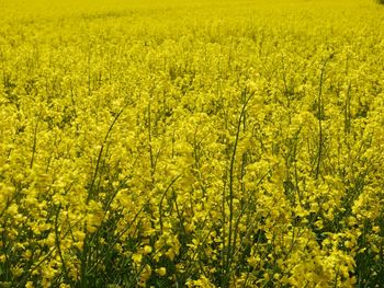 Full frame shot of yellow flowers growing in field
