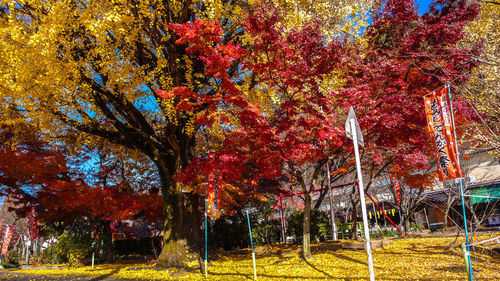 Trees in park during autumn