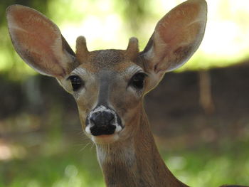 Close-up portrait of deer