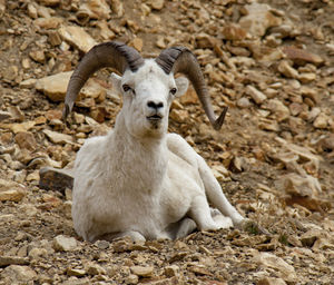 Portrait of sheep on field