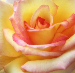 Close-up of rose