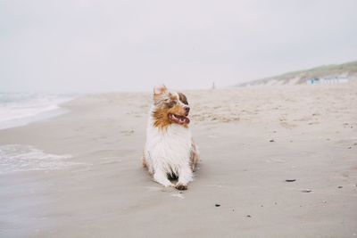 Australian shepherd relaxing on sand at beach against sky