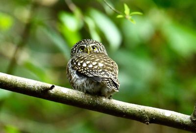 Close-up of bird perching on branch