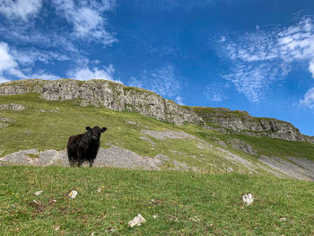 Cow during settle walk near warrendale knotts