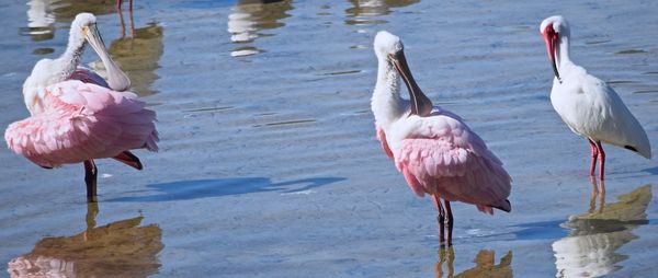 Roseate spoonbills and white ibis in lake