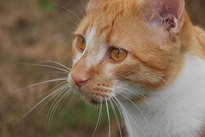 Close-up of a cat looking away