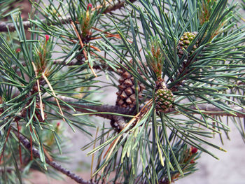 Close-up of leaves on tree