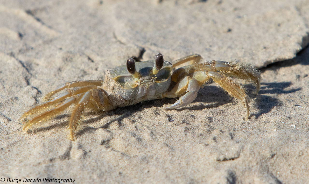 VIEW OF CRAB ON SAND