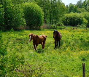 Horses in a field