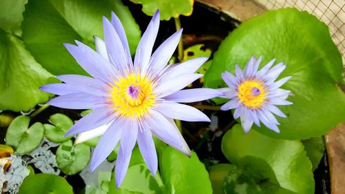 Close-up of yellow flowers blooming outdoors