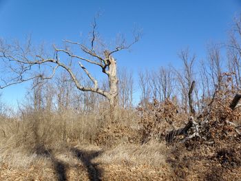 Bare trees against clear sky