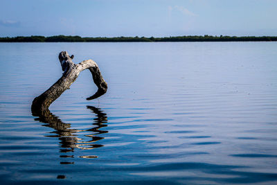 View of a duck in a lake