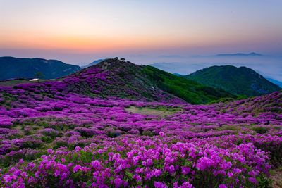 Close-up of fresh purple flowers in field against dramatic sky