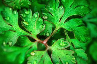 Close-up of water drops on leaves