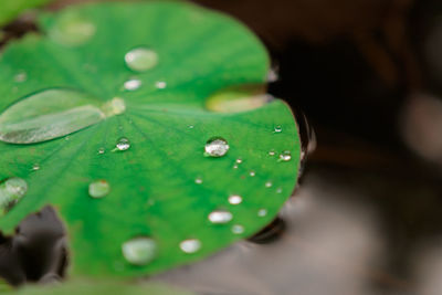 Close-up of water drops on leaf