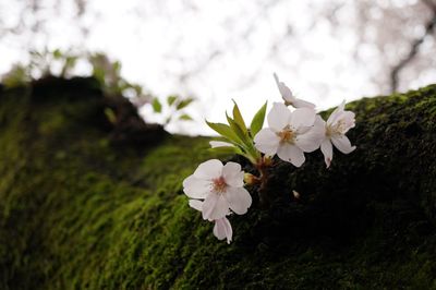 Close-up of white flowers