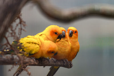 Close-up of parrot perching on branch