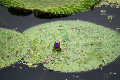High angle view of purple water lily bud on leaf in lake