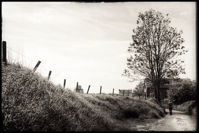 Trees on field